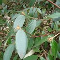 Viburnum utile (2)